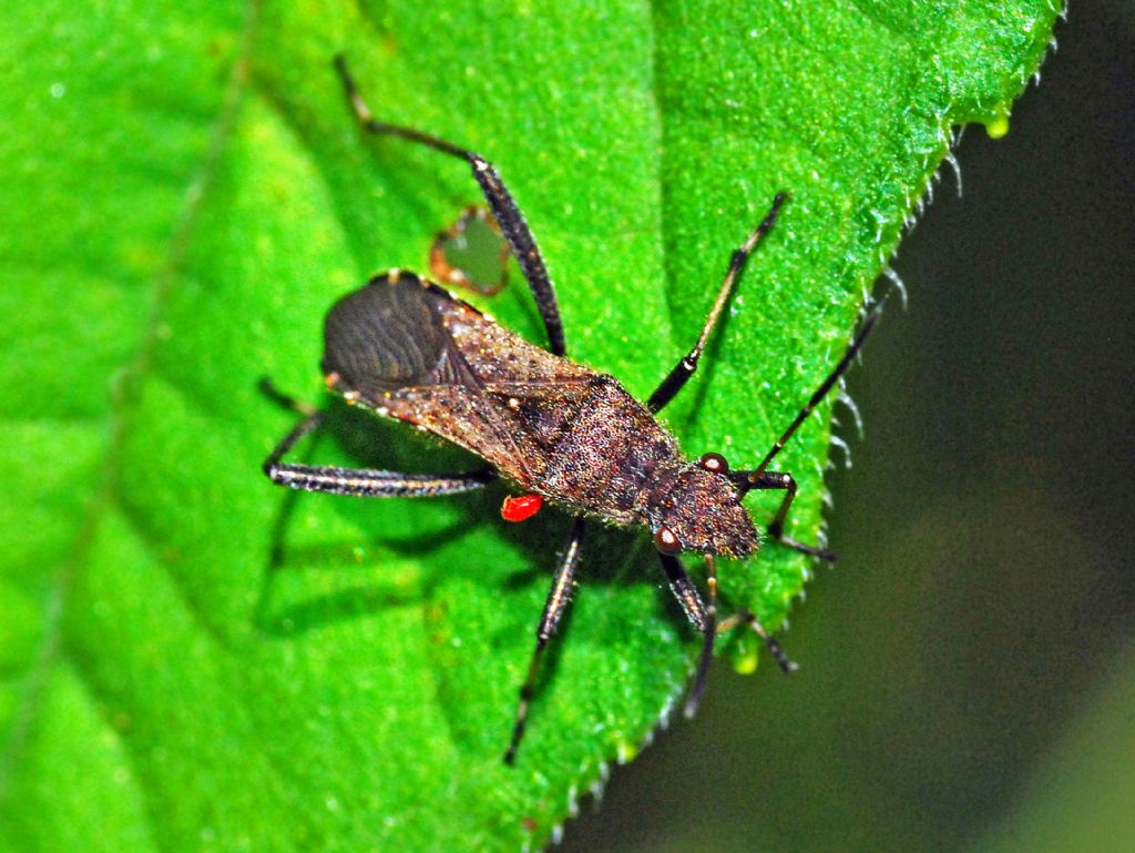 Alididae: Alydus calcaratus